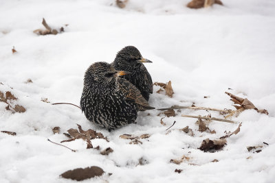 tourneau sansonnet / European Starling (Sturnus vulgaris)