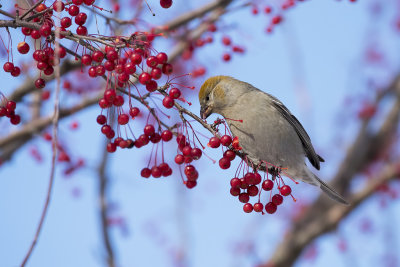 Durbec des sapins / Pine Grosbeak (Pinicola enucleator)