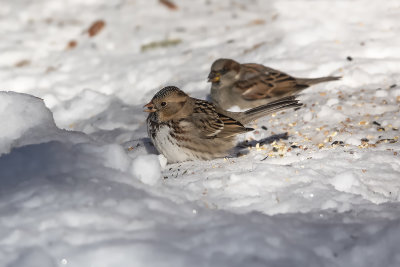 Bruant  face noire / Harris's Sparrow (Zonotrichia querula)