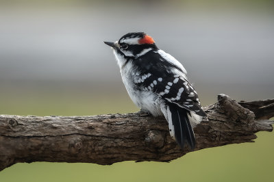 Pic mineur / Downy Woodpecker (Picoides pubescens)