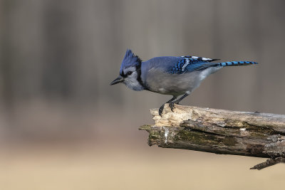 Geai bleu / Blue Jay (Cyanocitta cristata)