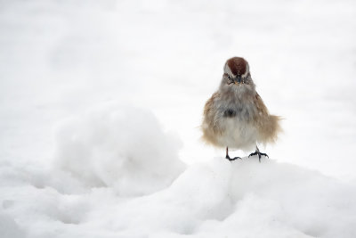 Bruant hudsonien / American Tree Sparrow (Spizella arborea)