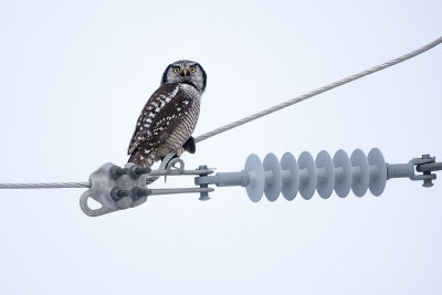 pervire borale / Northern Hawk Owl (Surnia ulula)