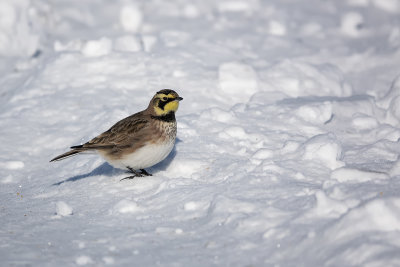 Alouette hausse-col / Horned Lark (Eremophila alpestris)