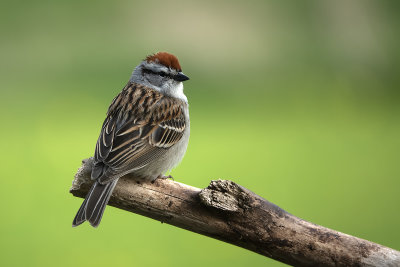 Bruant familier / Chipping Sparrow (Spizella passerina)