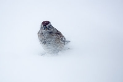 Bruant hudsonien / American Tree Sparrow (Spizella arborea)