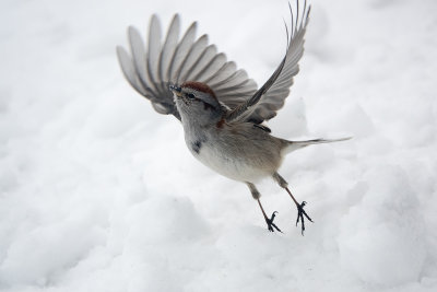 Bruant hudsonien / American Tree Sparrow (Spizella arborea)