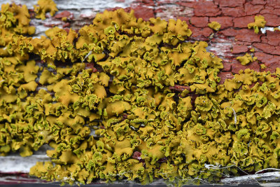 Lichen: Xanthomendoze  capuchon / Hooded Sunburst Lichen (Xanthomendoza fallax)