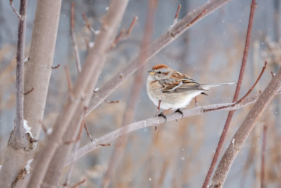 Bruant hudsonien / American Tree Sparrow (Spizella arborea)