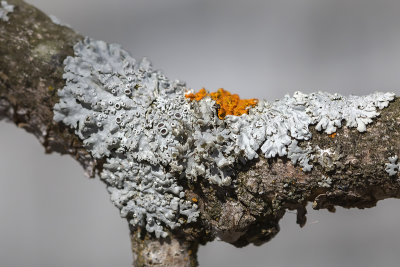  Hoary Rosette Lichen (Physcia aipolia)