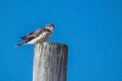 Faucon merillon / Merlin (Falco columbarius)