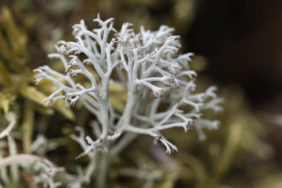 Lichen: Cladonie des rennes / Gray Reindeer Lichen (Cladonia rangiferina)