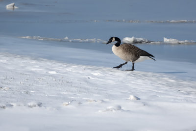 Bernache du Canada / Canada Goose (Branta canadensis)