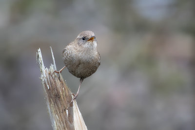 Troglodyte des forts / Winter Wren (Troglodytes hiemalis)