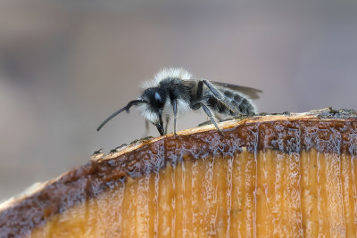 Abeille des sables / Cold Miner Bee (Andrena frigida)