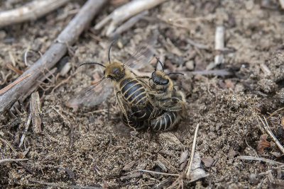 Abeille cellophane / Unequal Cellophane Bee (Colletes inaequalis)