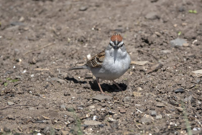 Bruant familier / Chipping Sparrow (Spizella passerina)