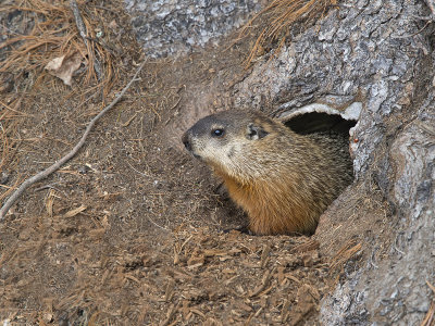 Marmotte commune / Woodchuck (Marmotta monax)