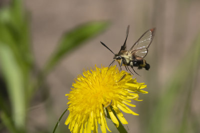 Sphinx du chèvrefeuille / Snowberry Clearwing (Hemaris diffinis)