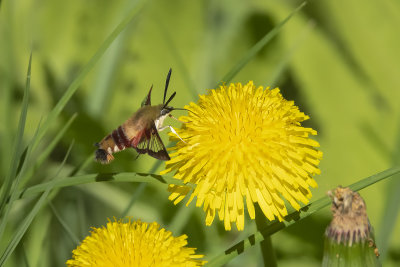 Sphinx colibri / Hummingbird Clearwing (Hemaris thysbe)