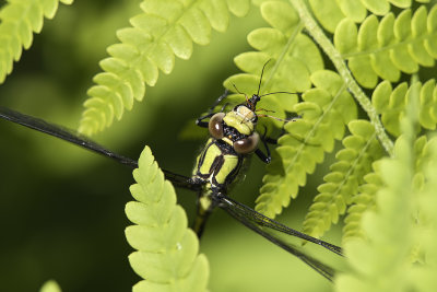 Ophiogomphe rousstre / Rusty Snaketail (Ophiogomphus rupinsulensis)