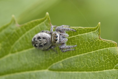 Araigne sauteuse / Jumping Spider (Salticidae)