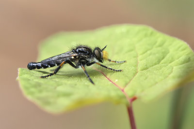 Petite mouche asilide / Robberfly (Cyrtopogon falto)