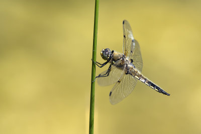 La quadrimacule / Four-spotted Skimmer (Libellula quadrimaculata quadrimaculata)