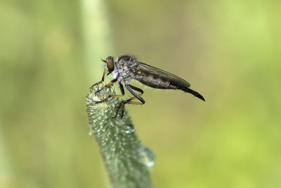 Mouche asilide \ Robberfly (Machimus sp.)