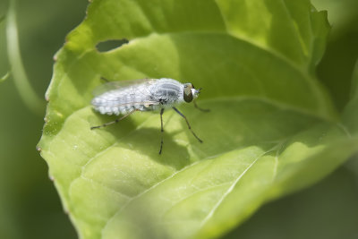 Mouche blanche / White Hairy Fly (Pandivirilia sp.) / Stiletto Fly