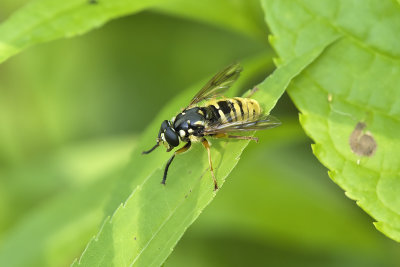 Mouche syrphe / Wasp-like Falsehorn (Temnostoma alternans)