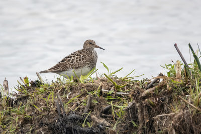 Bcasseau  poitrine cendre / Pectoral Sandpiper (Calidris melanotos)