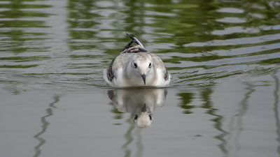 Mouette de Bonaparte / Bonaparte's Gull (Larus philadelphia)