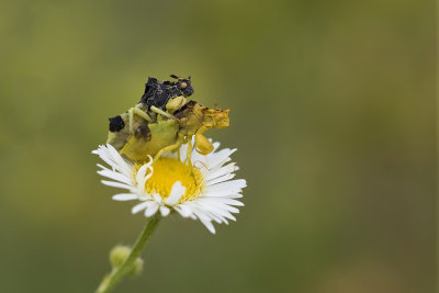 Punaise embusque /Jagged Ambush Bug (Phymata americana)