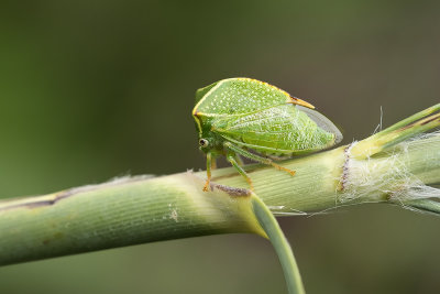 Cérèse buffle bison / Buffalo Treehopper (Strictocephala bisonia)