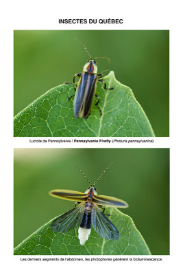 Luciole de Pennsylvanie / Pennsylvania Firefly (Photuris pennsylvanica)