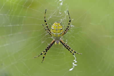 Argiope trifasciata / Banded Garden Spider