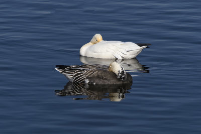 Oie des neiges (la forme bleue et la forme blanche) / Snow Goose (Chen caerulescens)