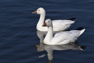 Oie des neiges / Snow Goose (Chen caerulescens)