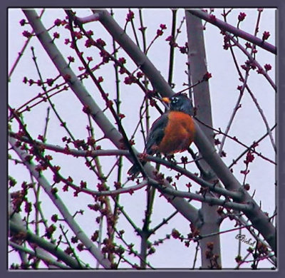 First Robin Of Spring 4-08-03