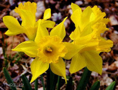 They May Look Like Daffodils 2012