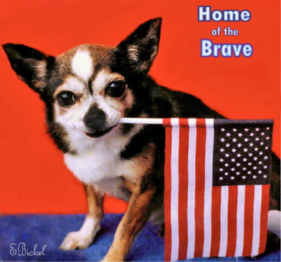 Home of the Brave 2001