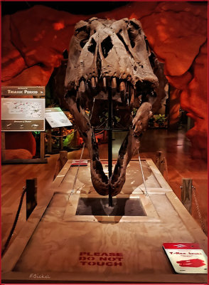 T-Rex Skull