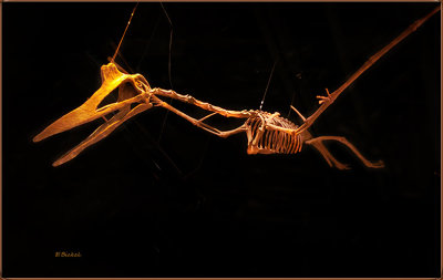 Quetzalcoatlus Skeleton