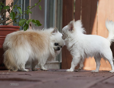 International Dog Day 2017