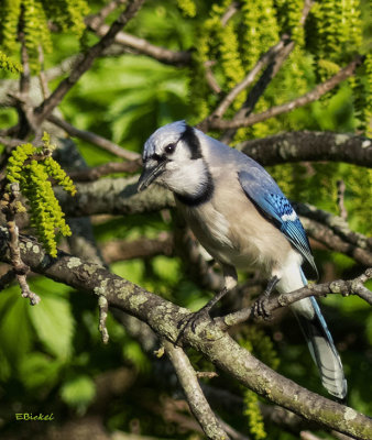 Blue Jay in a Cottonwood 2019