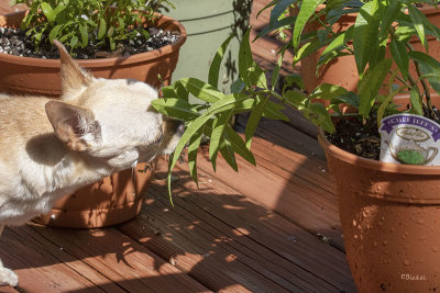 Picking Lemon Balm