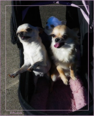 Summer Walk 6-24-19