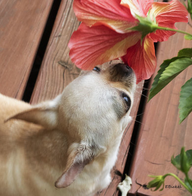 Chile Likes Hibiscuses 