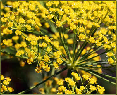 Dill Flowers